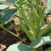 Guar beans growing on a guar plant