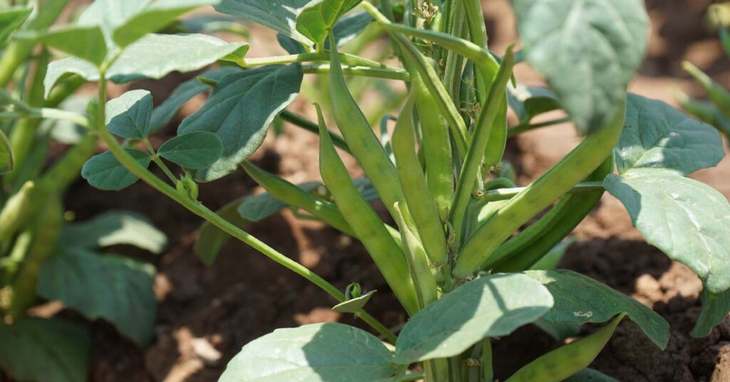 Guar beans growing on a guar plant