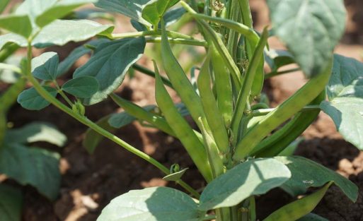 Guar beans growing on a guar plant